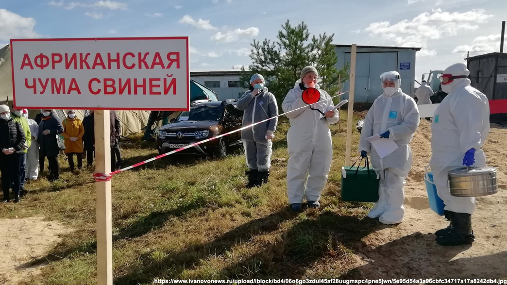 О выявлении заболевания африканской чумой свиней.